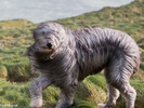 سگی در باد؛ کورنوال، انگلیس. (Matt Cardy/Getty Images)