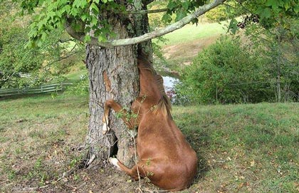 اسب چموش و درخت