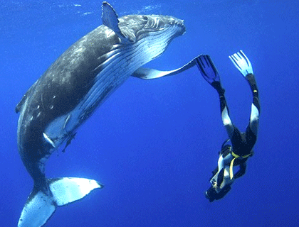شنای انسان و نهنگ